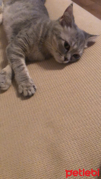 British Shorthair, Kedi  Hotie fotoğrafı