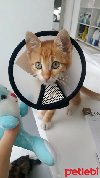 Sarman, Kedi  Klaus fotoğrafı