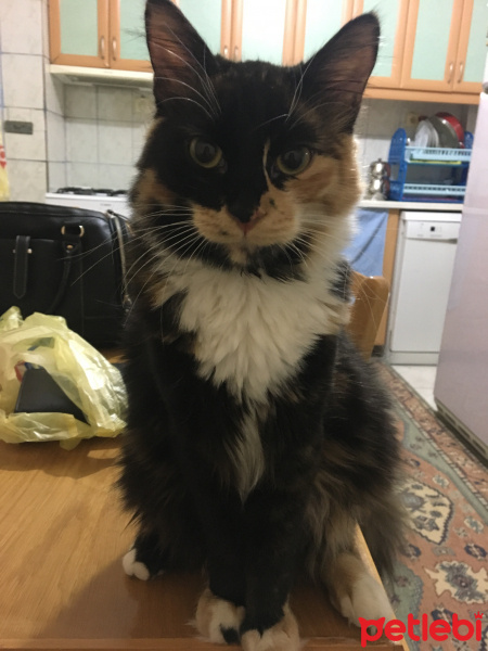 Tekir Kedi, Kedi  Mete fotoğrafı