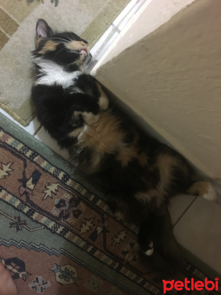 Tekir Kedi, Kedi  Mete fotoğrafı