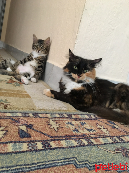 Tekir Kedi, Kedi  Mete fotoğrafı