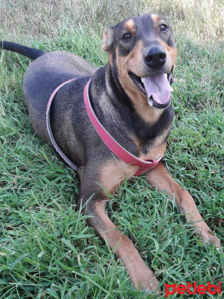 Sokö (Sokak Köpeği), Köpek  Scooby fotoğrafı