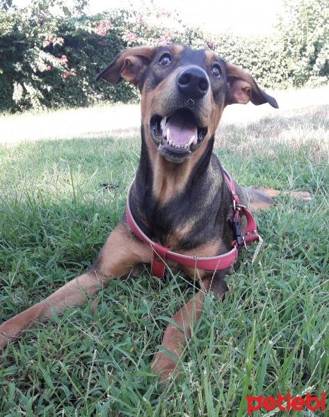 Sokö (Sokak Köpeği), Köpek  Scooby fotoğrafı
