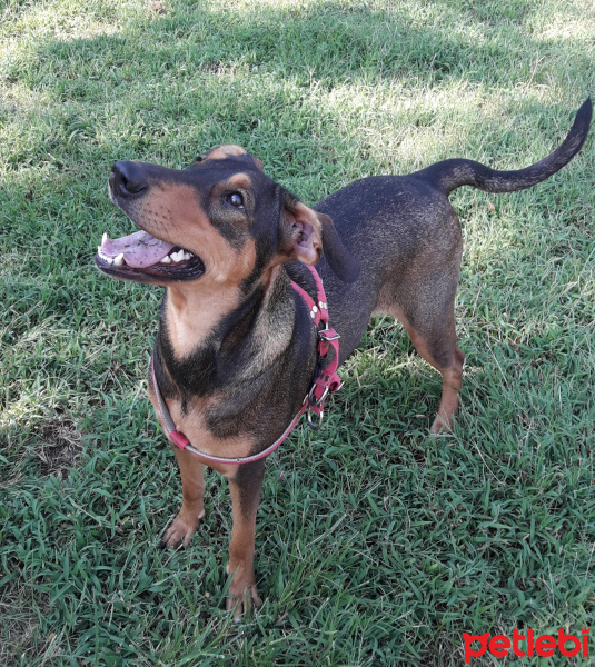 Sokö (Sokak Köpeği), Köpek  Scooby fotoğrafı