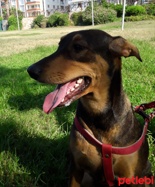 Sokö (Sokak Köpeği), Köpek  Scooby fotoğrafı