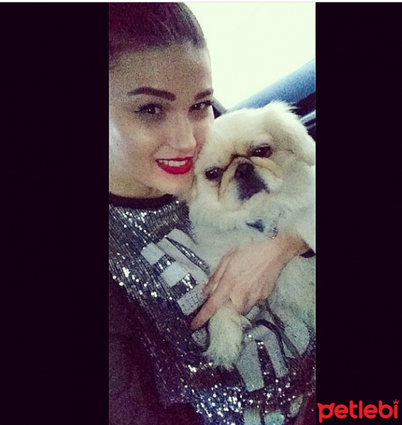 Pekingese, Köpek  Apsent fotoğrafı