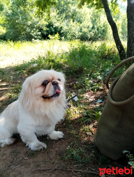 Pekingese, Köpek  Apsent fotoğrafı