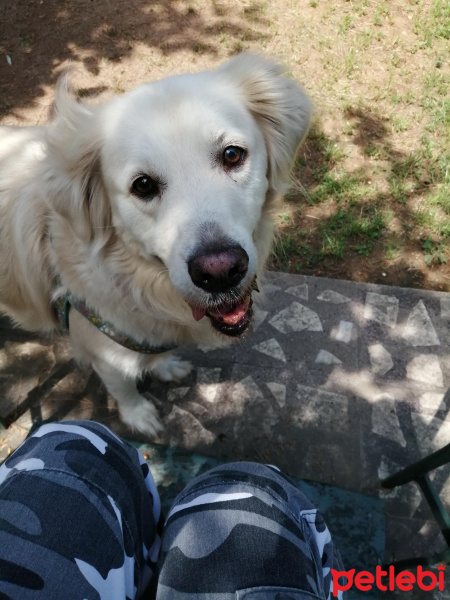 Golden Retriever, Köpek  Adam fotoğrafı