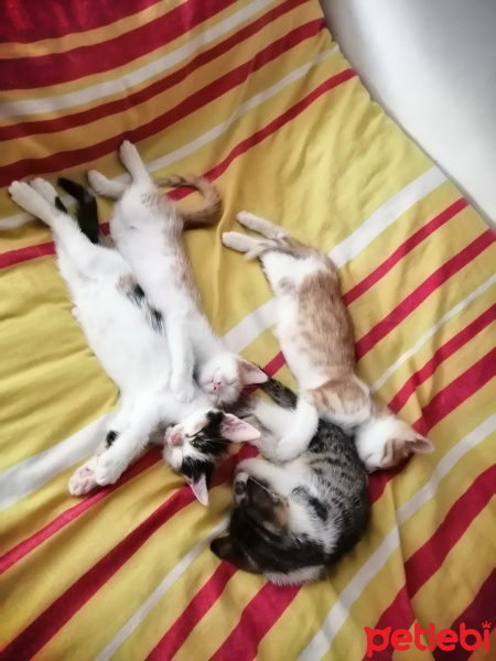 Tekir Kedi, Kedi  Yavrularımızı Kalıcı Sahiplendirme Üzere Yuva Arı fotoğrafı