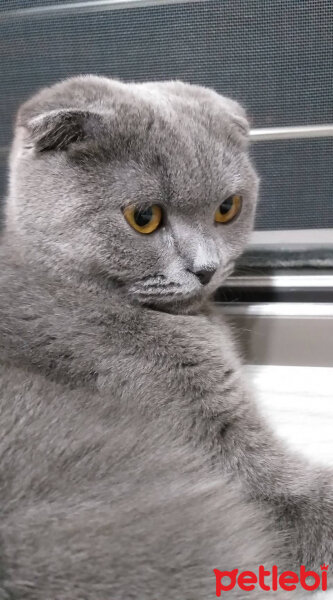 Scottish Fold, Kedi  Luna fotoğrafı