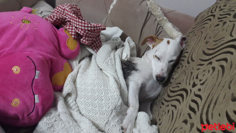 Jack Russell Terrier, Köpek  Misket fotoğrafı