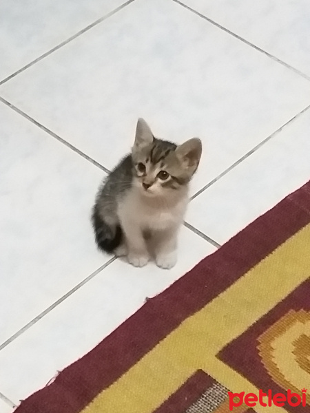 Tekir Kedi, Kedi  Şeri fotoğrafı