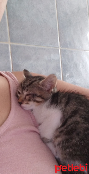 Tekir Kedi, Kedi  Şeri fotoğrafı