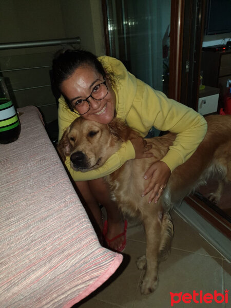 Golden Retriever, Köpek  TARÇIN fotoğrafı