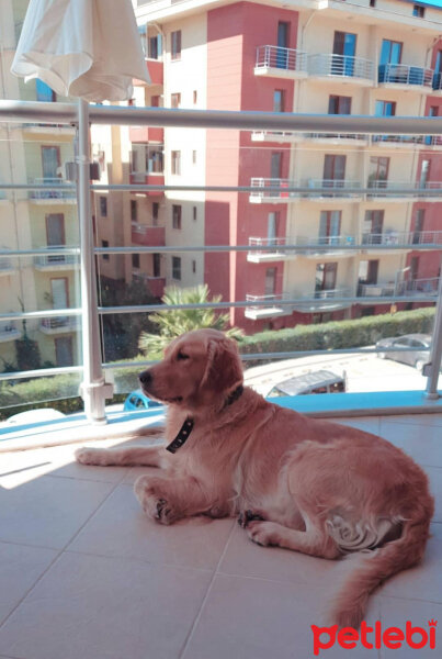 Golden Retriever, Köpek  TARÇIN fotoğrafı