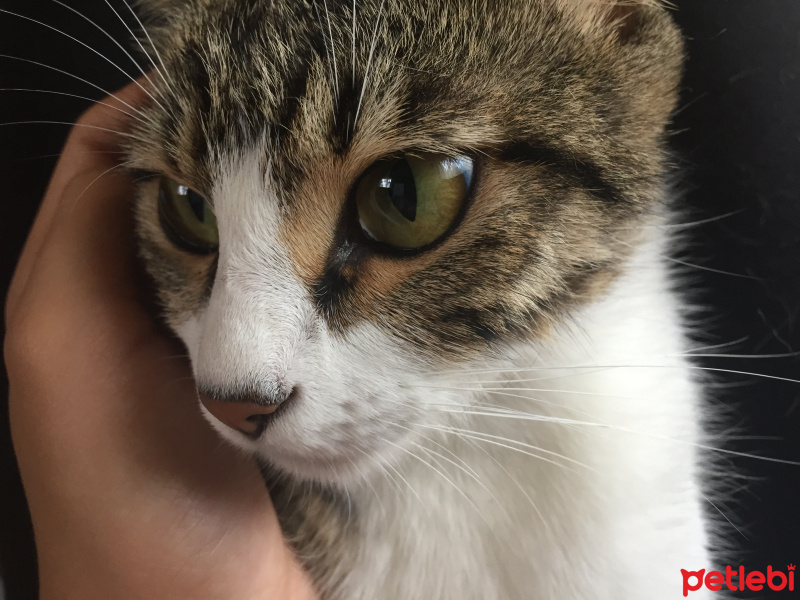 Tekir Kedi, Kedi  Luna fotoğrafı