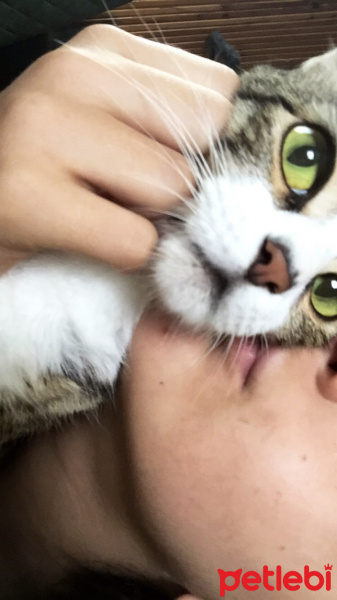 Tekir Kedi, Kedi  Luna fotoğrafı