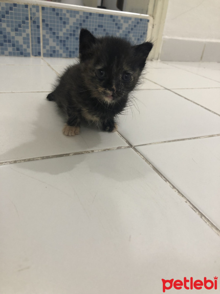 Tekir Kedi, Kedi  Black fotoğrafı