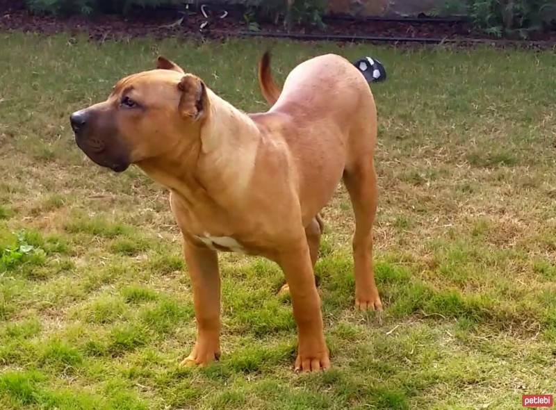 Presa Canario, Köpek  Boris fotoğrafı