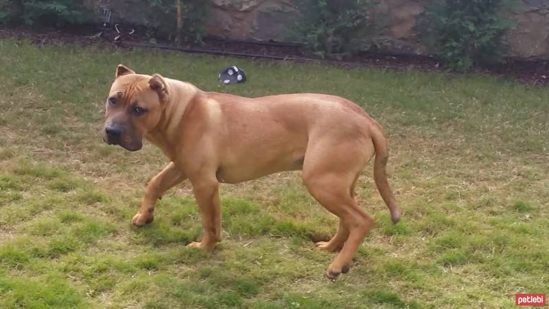 Presa Canario, Köpek  Boris fotoğrafı