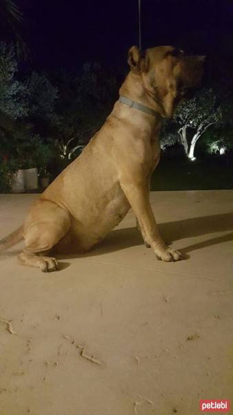 Presa Canario, Köpek  Boris fotoğrafı