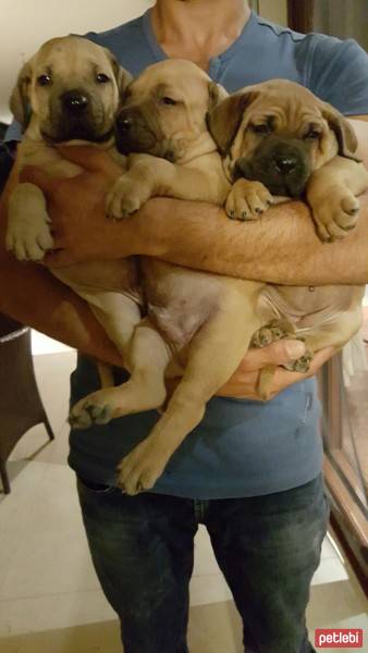 Presa Canario, Köpek  Boris fotoğrafı