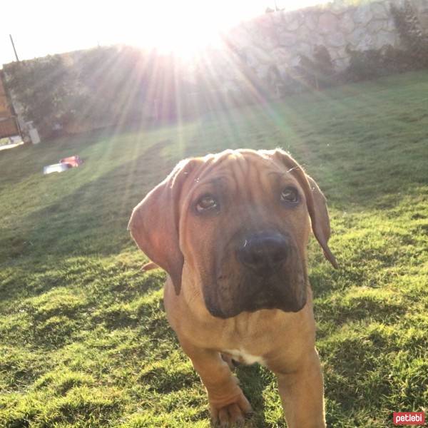 Presa Canario, Köpek  Boris fotoğrafı