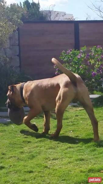 Presa Canario, Köpek  Boris fotoğrafı