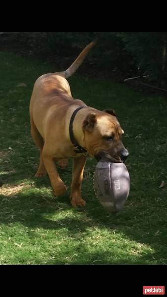 Presa Canario, Köpek  Boris fotoğrafı