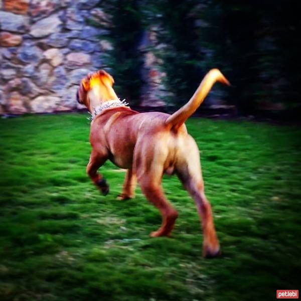 Presa Canario, Köpek  Boris fotoğrafı