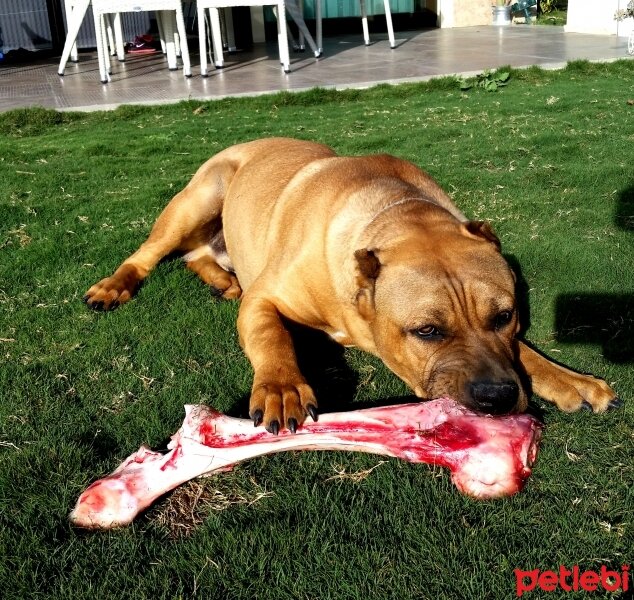 Presa Canario, Köpek  Boris fotoğrafı