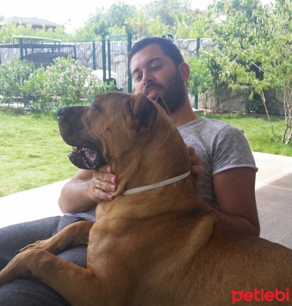 Presa Canario, Köpek  Boris fotoğrafı