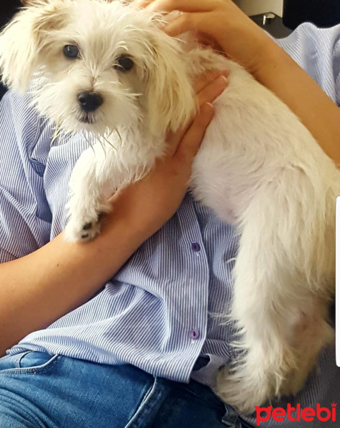 West Highland White Terrier, Köpek  Asta fotoğrafı