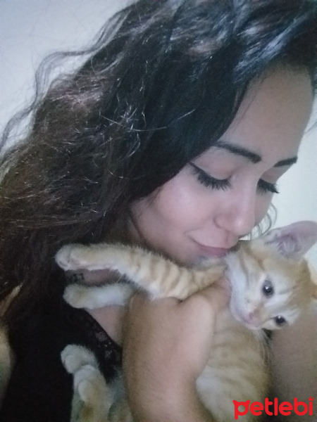 Tekir Kedi, Kedi  Kapşon fotoğrafı