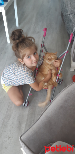 İran Kedisi (Persian), Kedi  Mia fotoğrafı