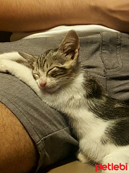 Tekir Kedi, Kedi  VİSKİ fotoğrafı