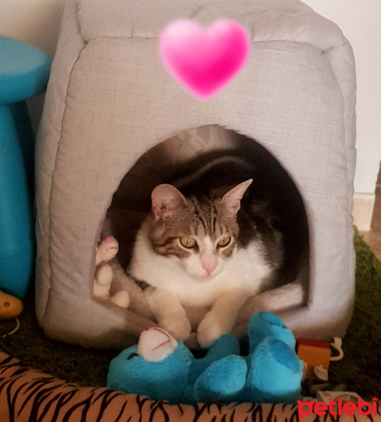 Tekir Kedi, Kedi  VİSKİ fotoğrafı