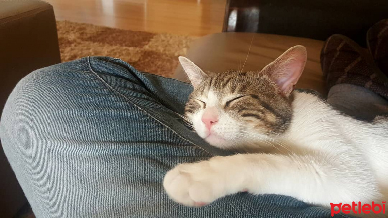 Tekir Kedi, Kedi  VİSKİ fotoğrafı