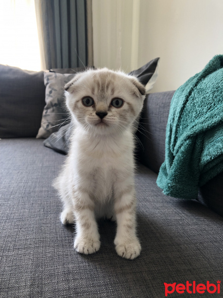 Scottish Fold, Kedi  Louie fotoğrafı