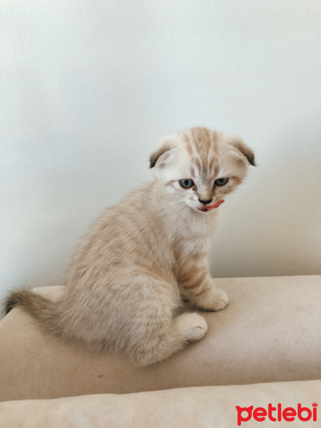 Scottish Fold, Kedi  Louie fotoğrafı