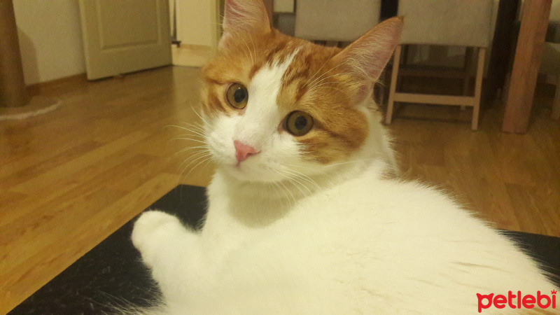 Sarman, Kedi  Fıstık fotoğrafı