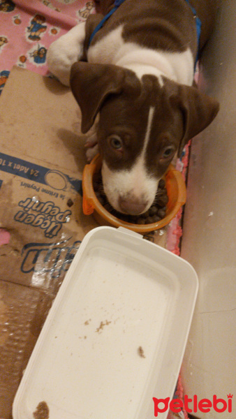 Amerikan Pitbull Terrier, Köpek  Pit fotoğrafı