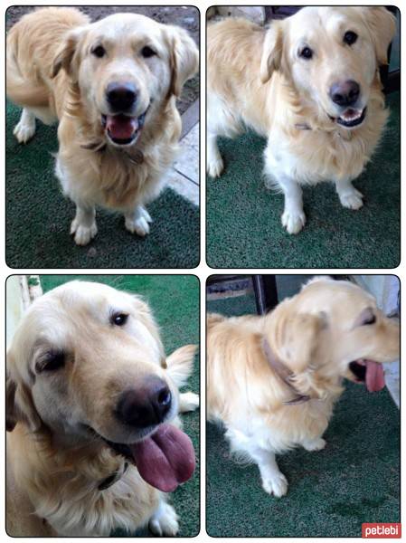 Golden Retriever, Köpek  Alex fotoğrafı