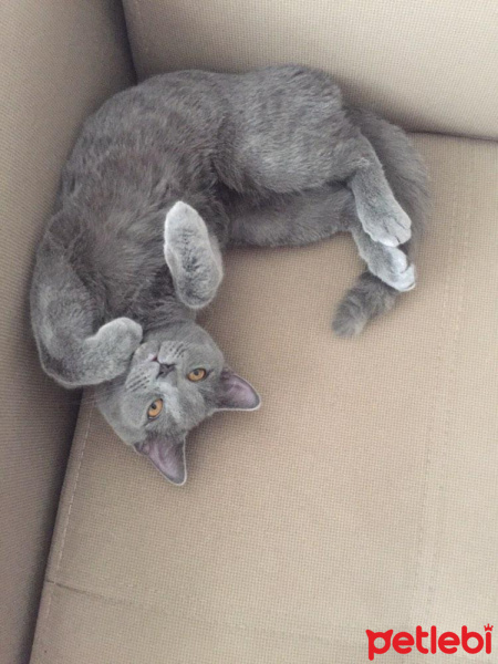 British Shorthair, Kedi  Duman fotoğrafı