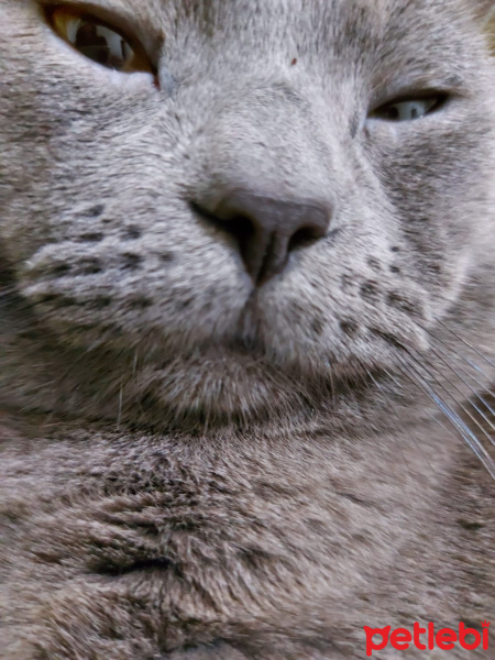 British Shorthair, Kedi  Duman fotoğrafı