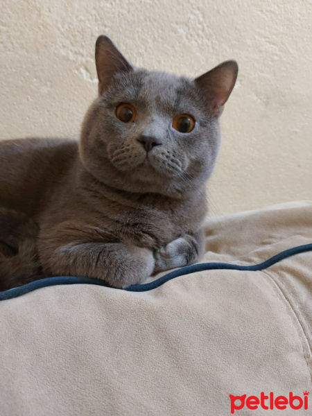 British Shorthair, Kedi  Duman fotoğrafı