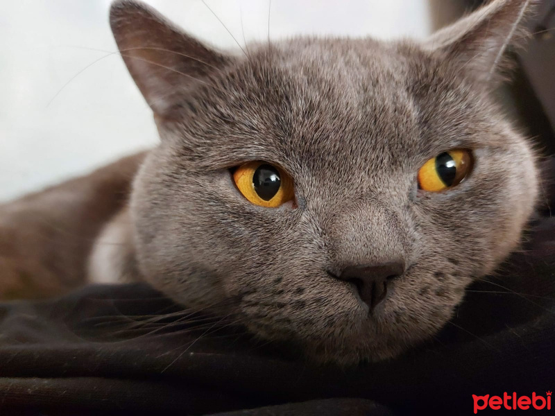 British Shorthair, Kedi  Duman fotoğrafı