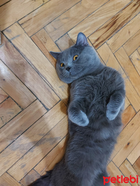 British Shorthair, Kedi  Duman fotoğrafı
