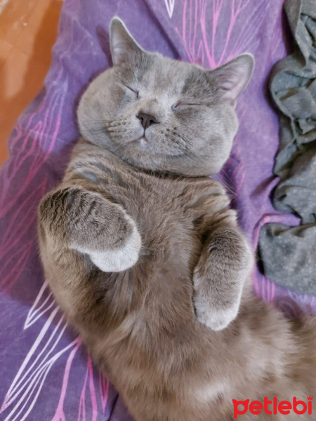 British Shorthair, Kedi  Duman fotoğrafı