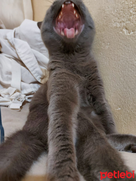 British Shorthair, Kedi  Duman fotoğrafı
